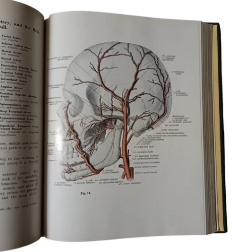 Sobotta Atlas of Human Anatomy - Image 5