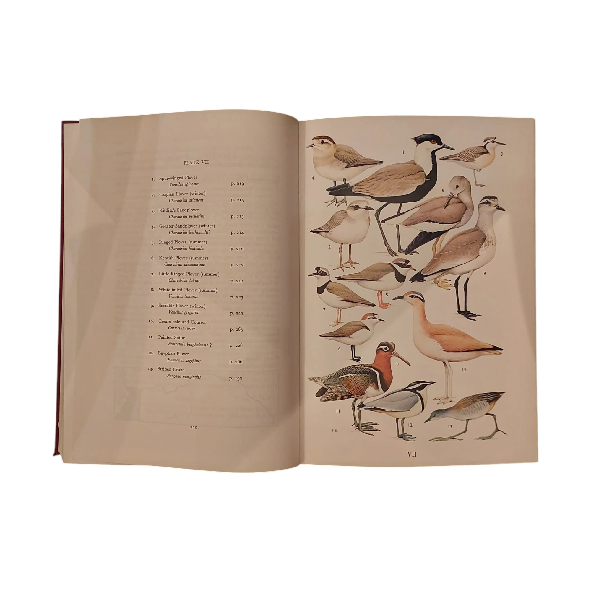 The Birds of North Africa - Image 4