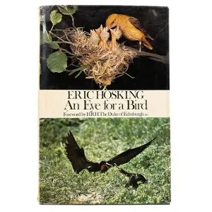 An Eye for a Bird