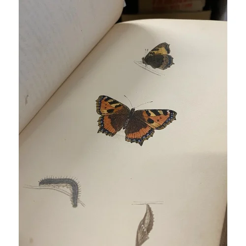 Morris's British Butterflies - Image 3