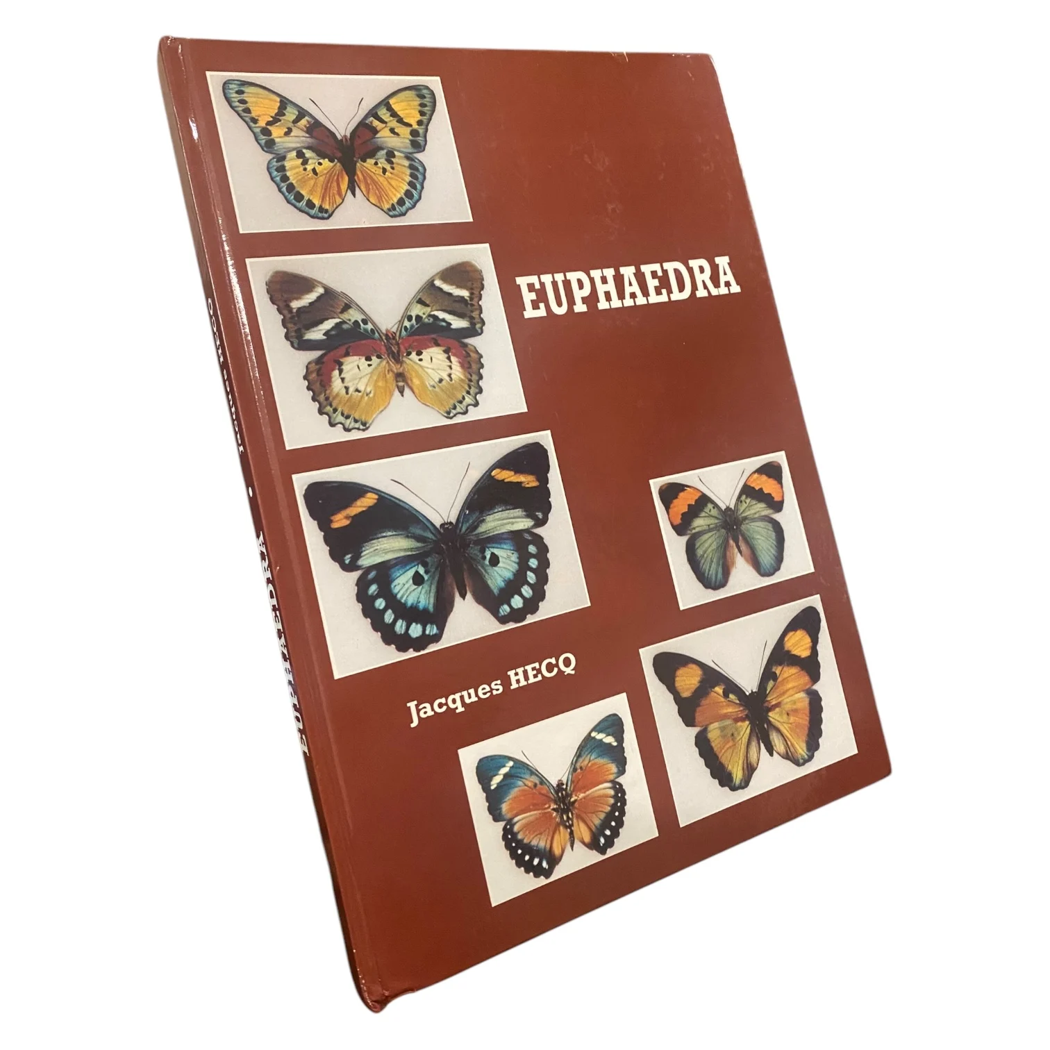 Euphaedra