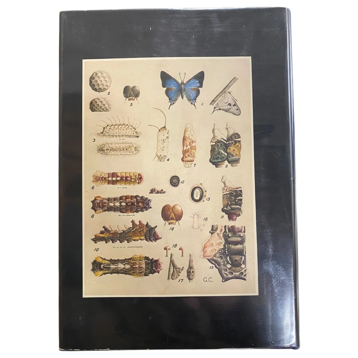 Life Histories of the South African Lycaenid Butterflies - Image 2