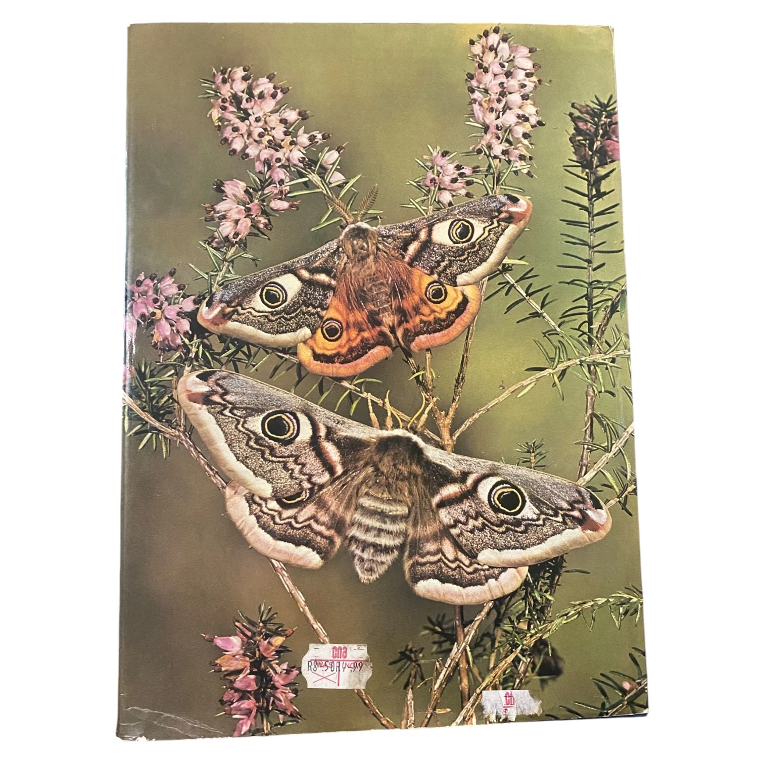 The Wonderful World of Butterflies and Moths - Image 2