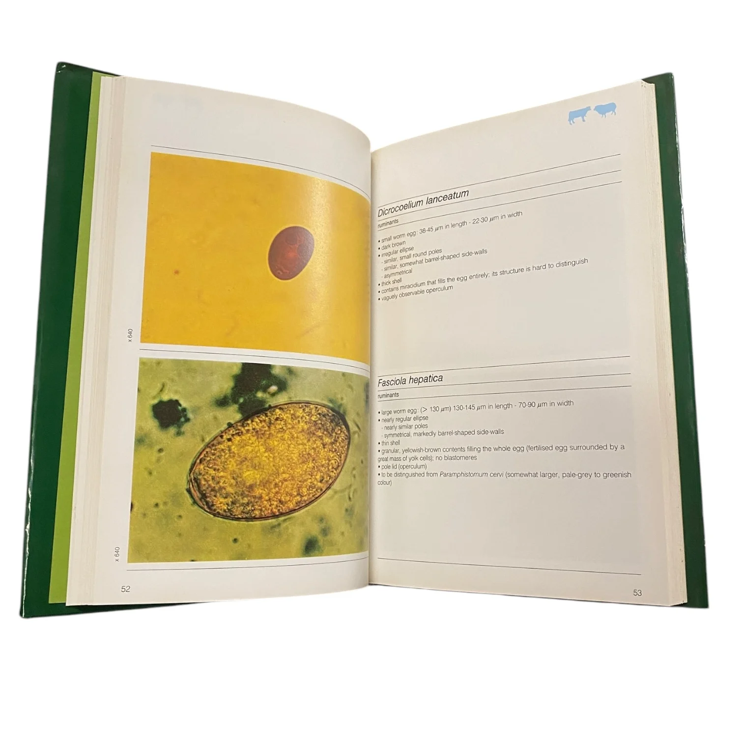 Diagnosing Helminthiasis by Coprological Examination - Image 3