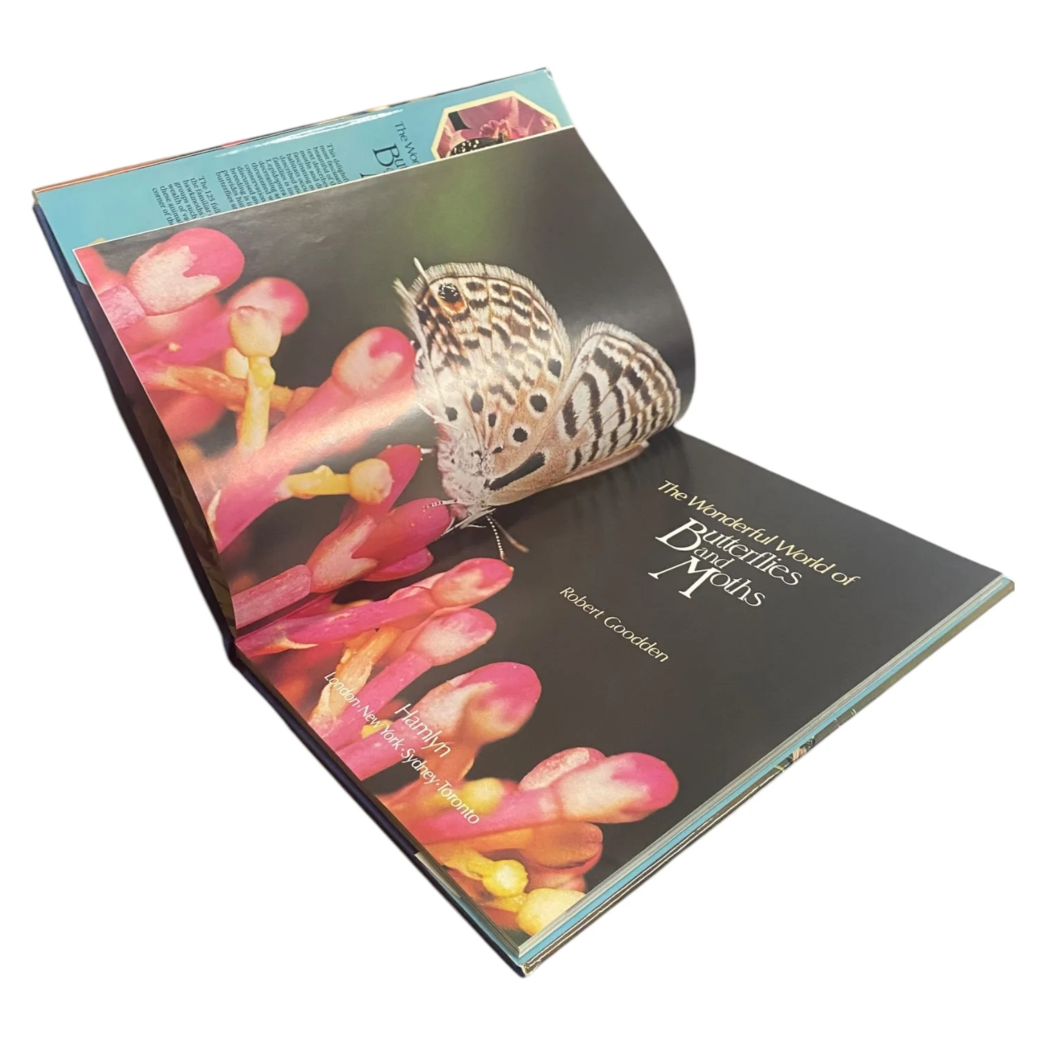 The Wonderful World of Butterflies and Moths - Image 3