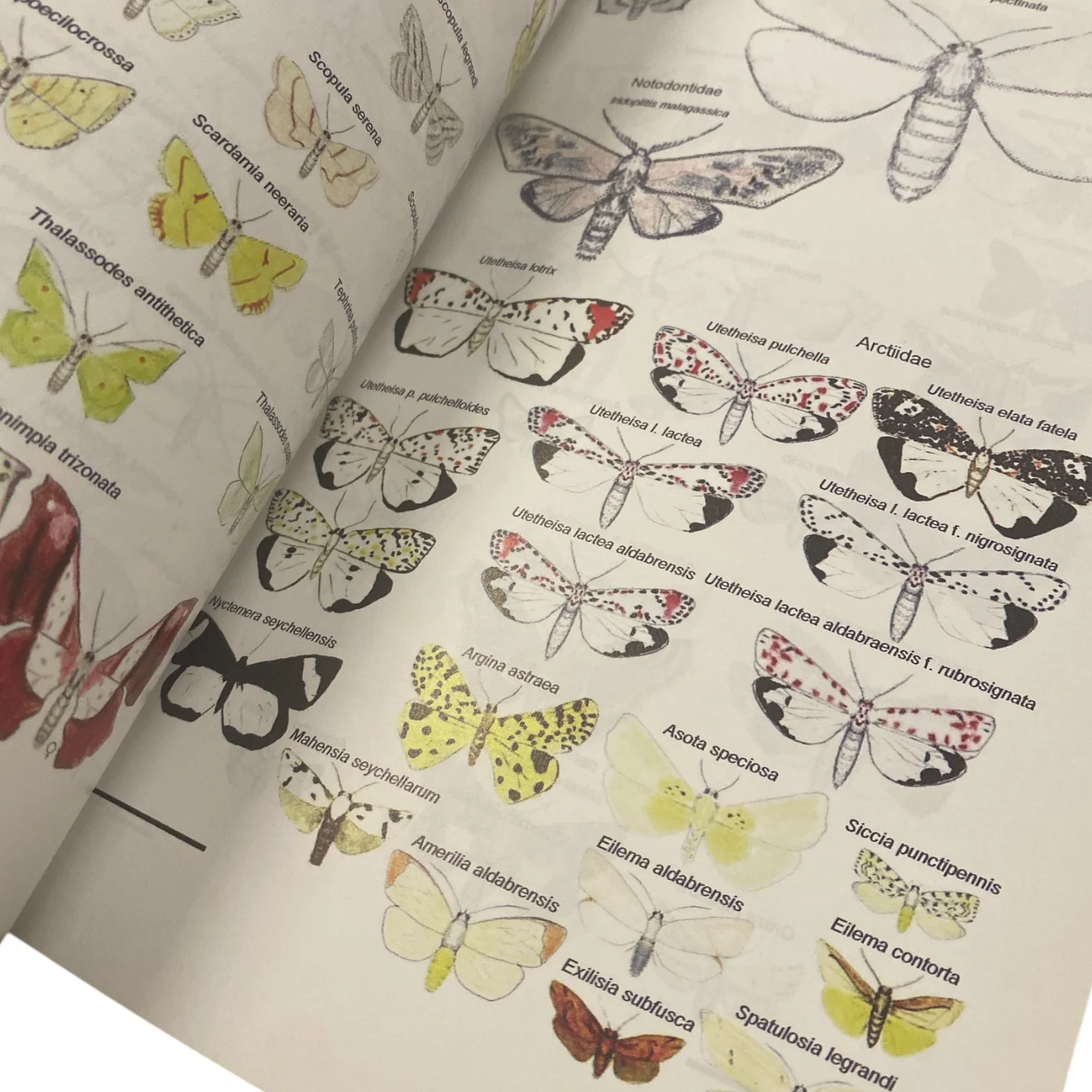 Lepidoptera of the Seychelles Islands - Image 3