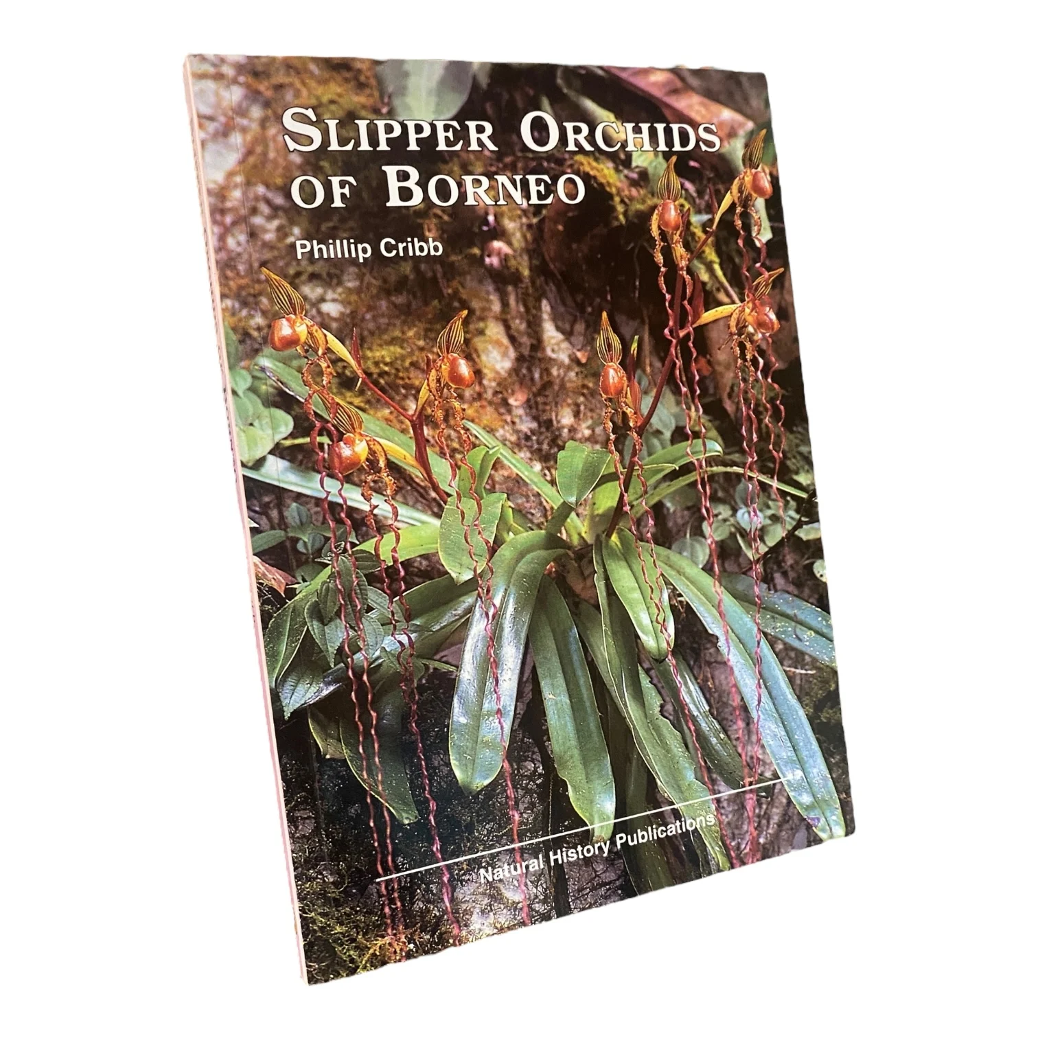 Slipper Orchids of Borneo