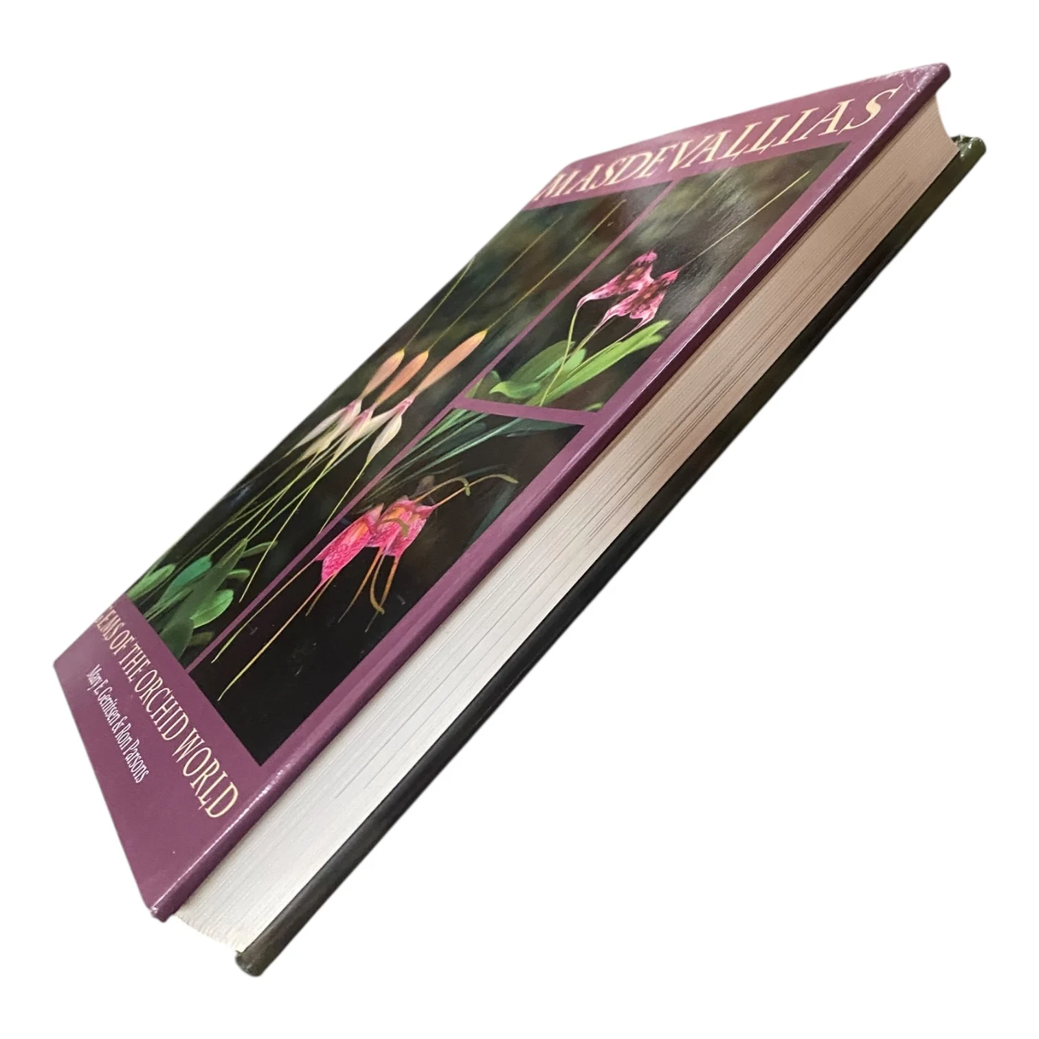 Masdevallias - Gems of the Orchid World - Image 2
