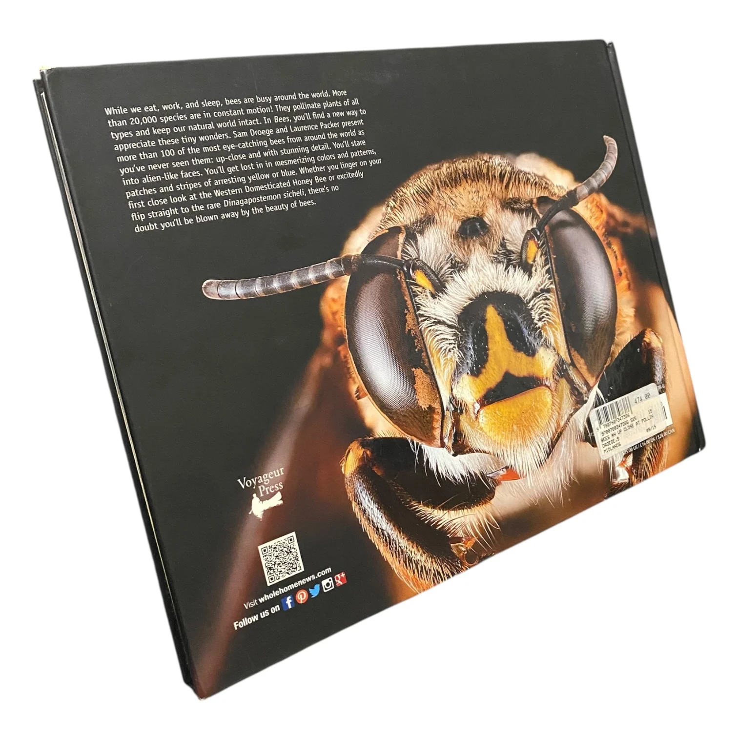 Bees: An Up-Close Look at Pollinators Around the World - Image 2
