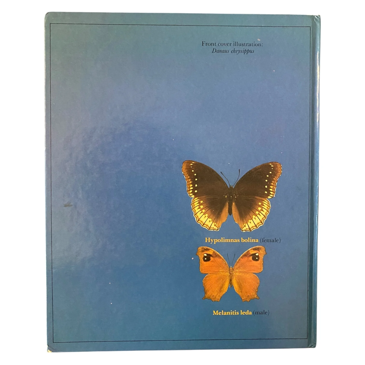 Butterflies of Oman - Image 2