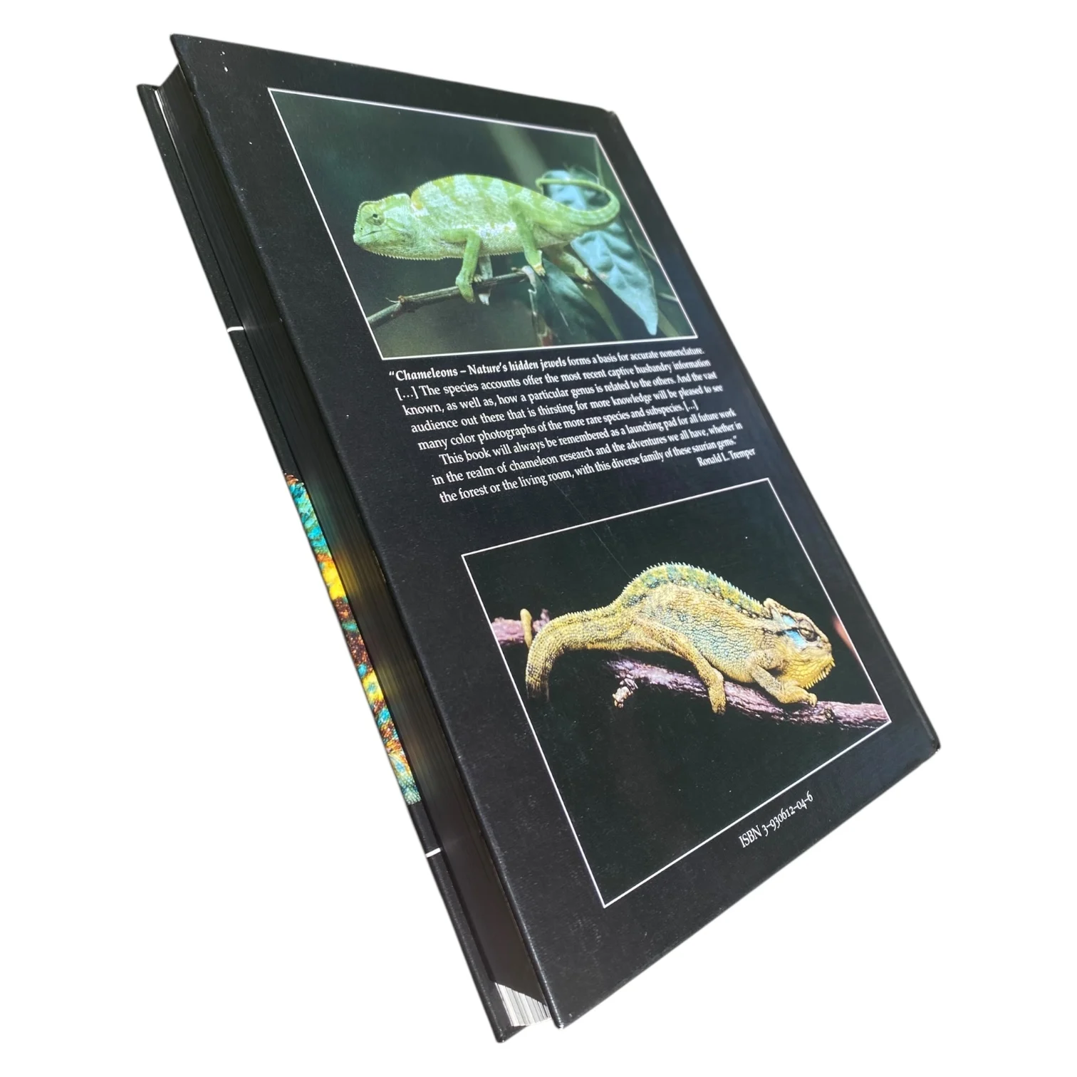 Chameleons Nature's Hidden Jewels - Image 2