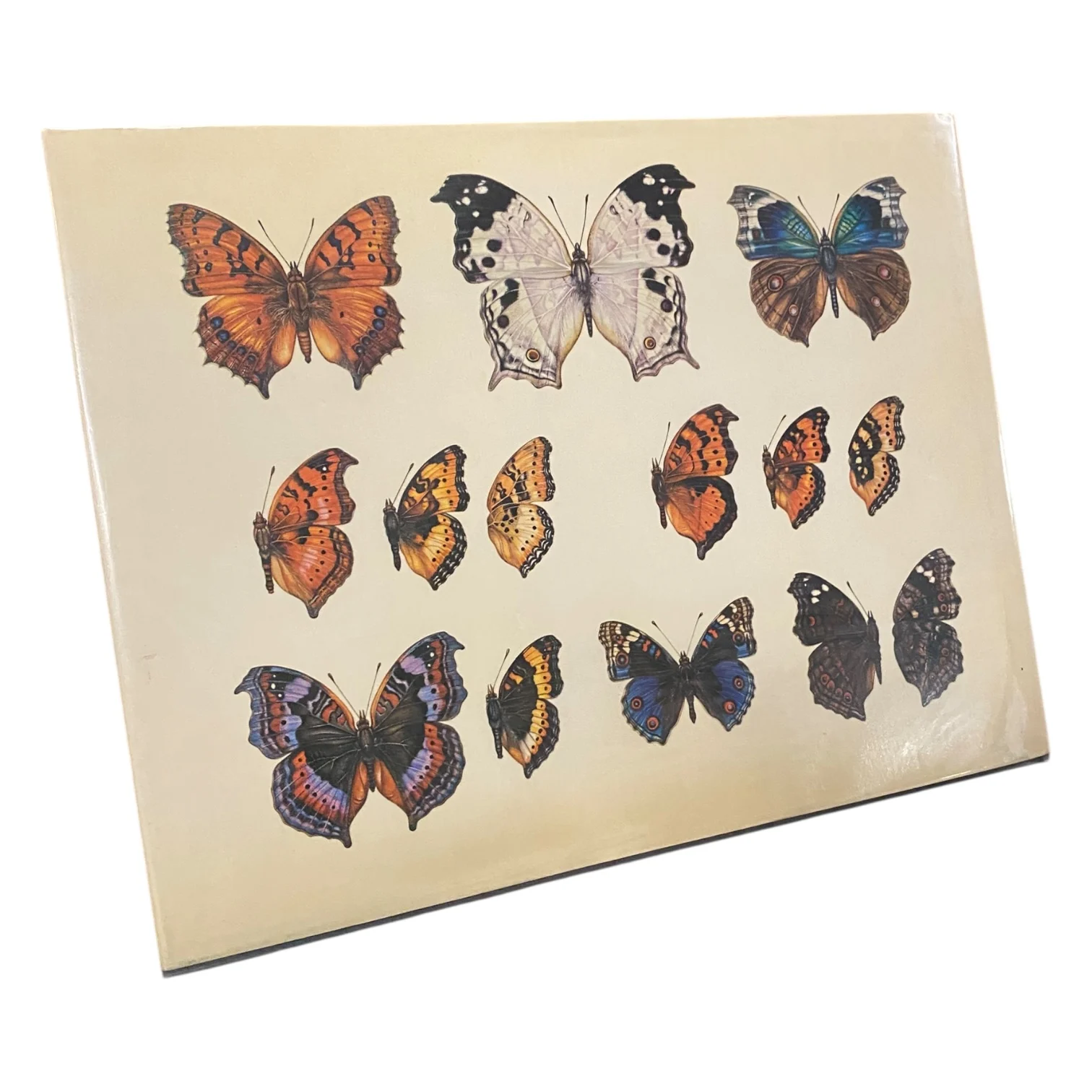 A Guide to the Butterflies of Central and Southern Africa - Image 2