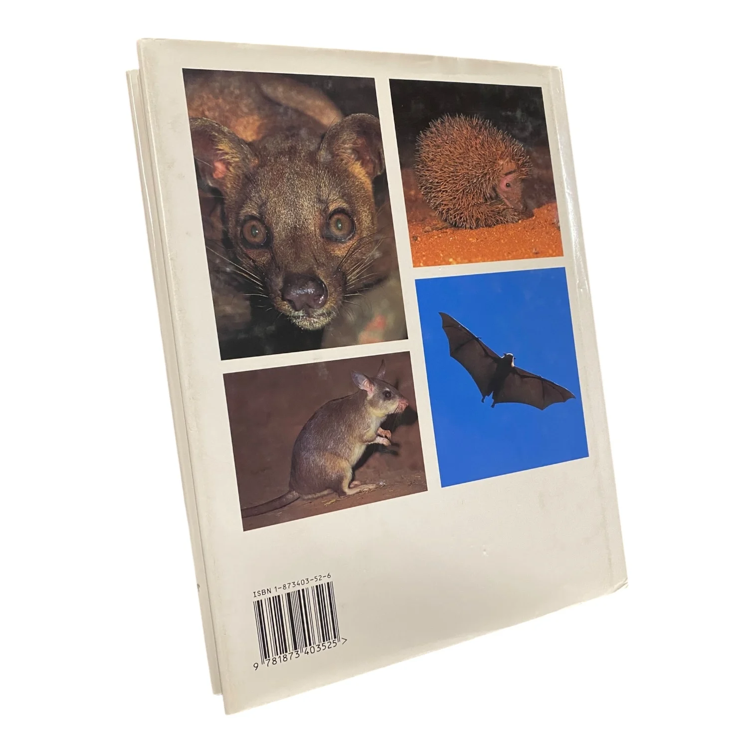 Mammals of Madagascar - Image 2