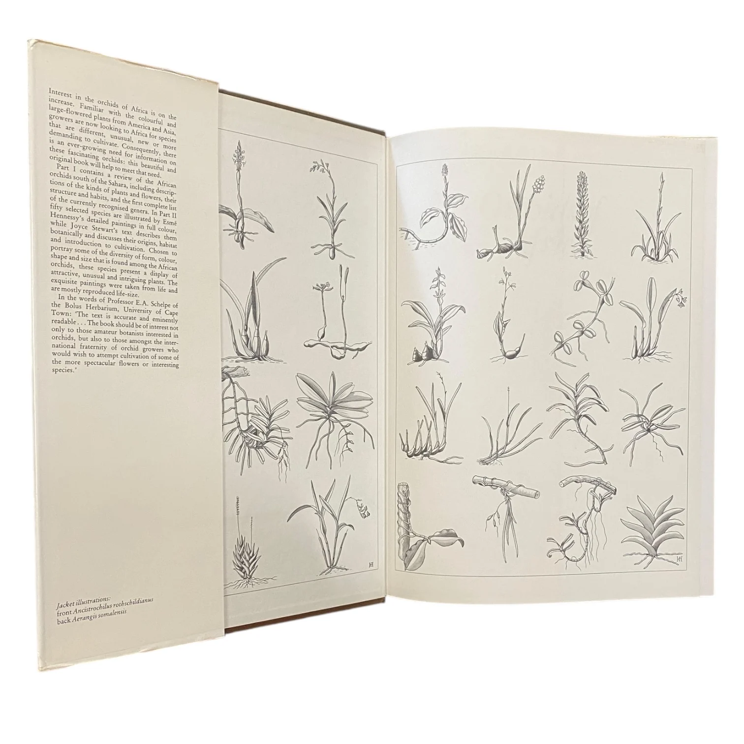 Orchids of Africa - Image 3