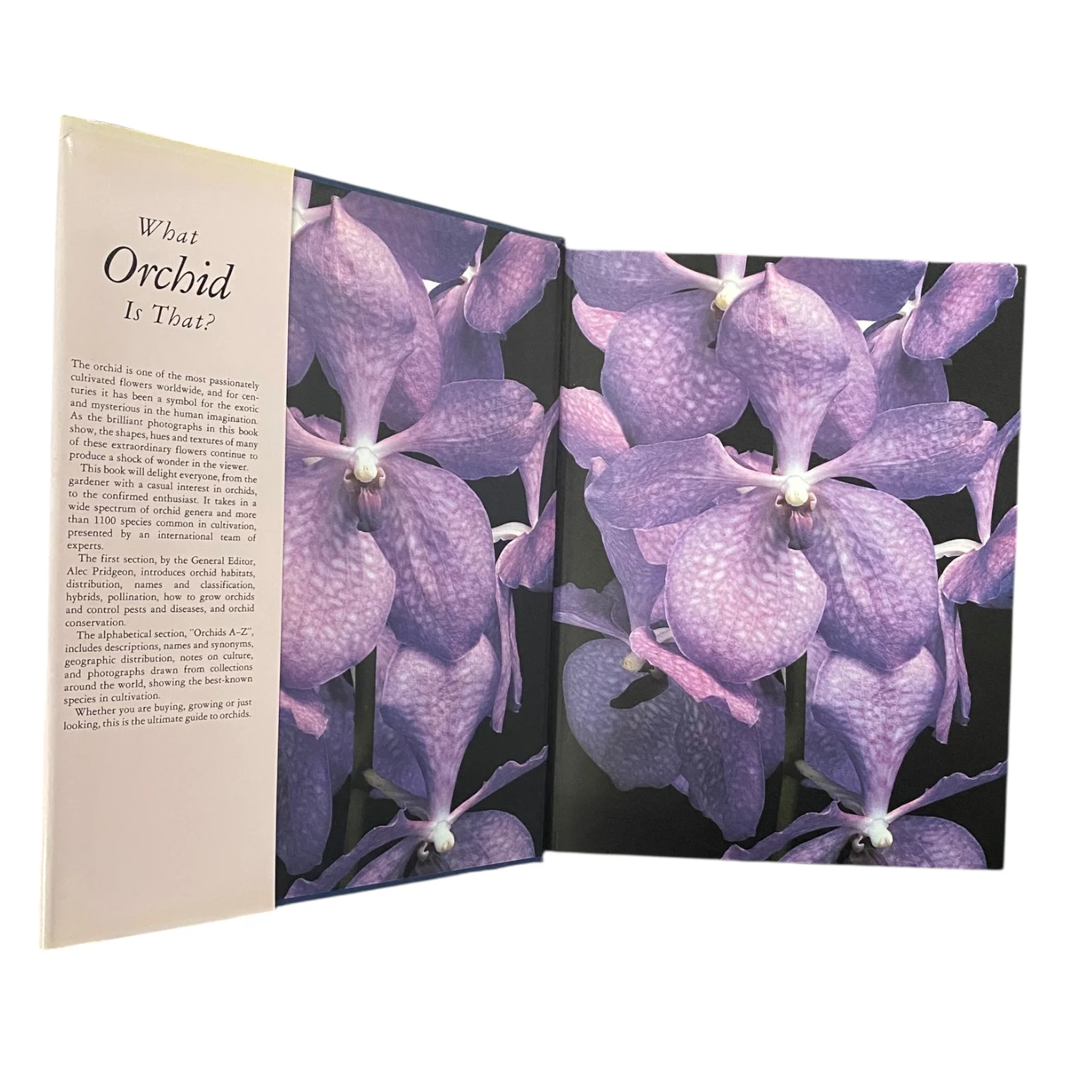 What Orchid is That? - Image 3