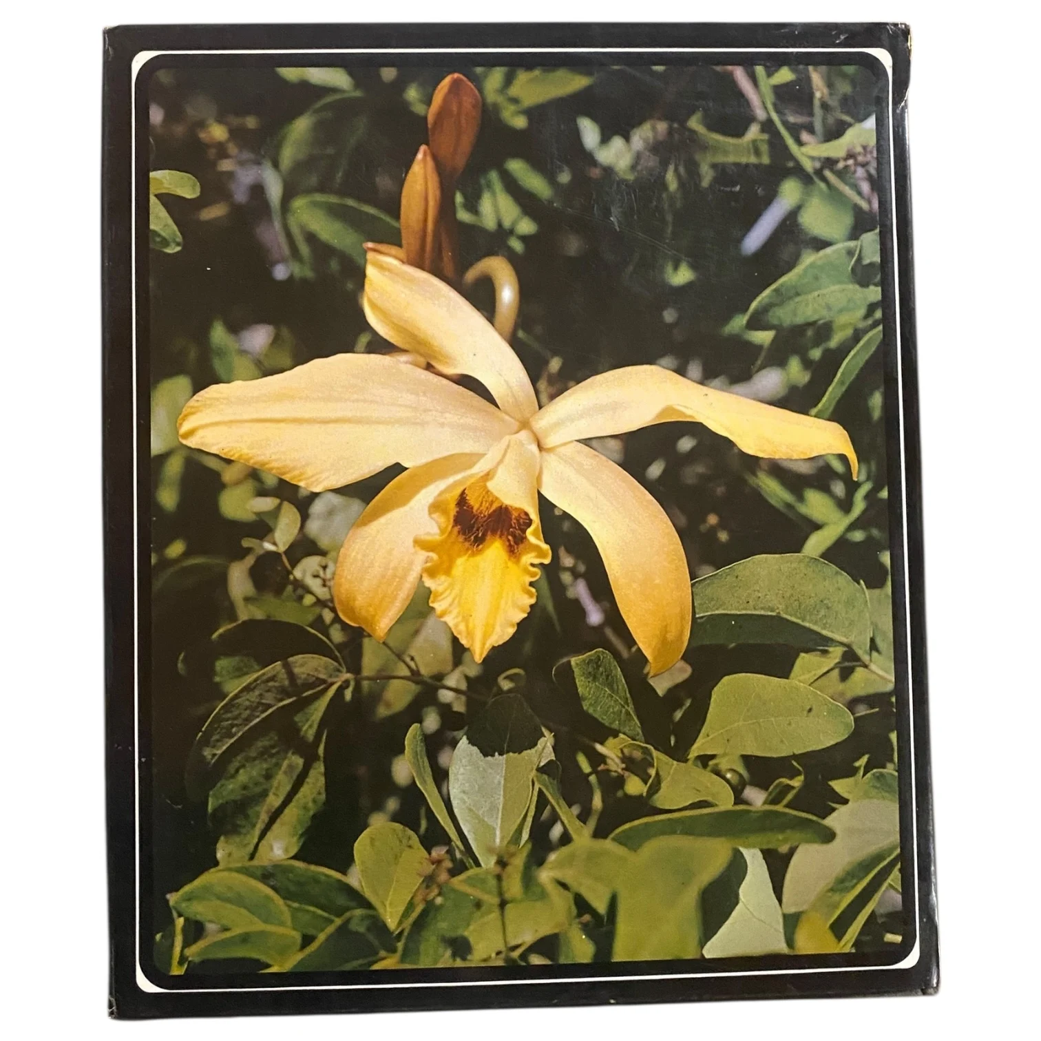 Orchids of Tropical Africa - Image 4