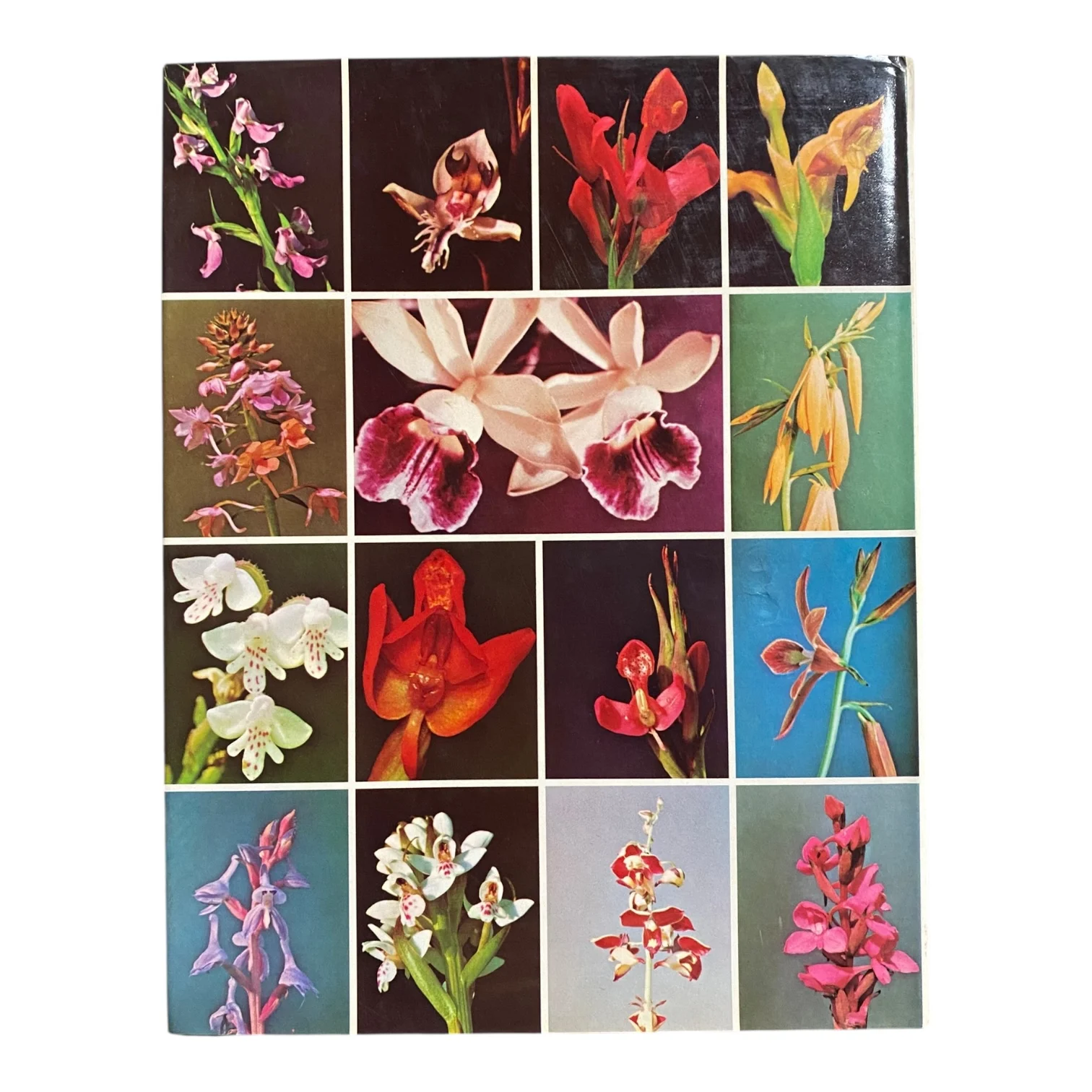 The Orchids of South Central Africa - Image 3