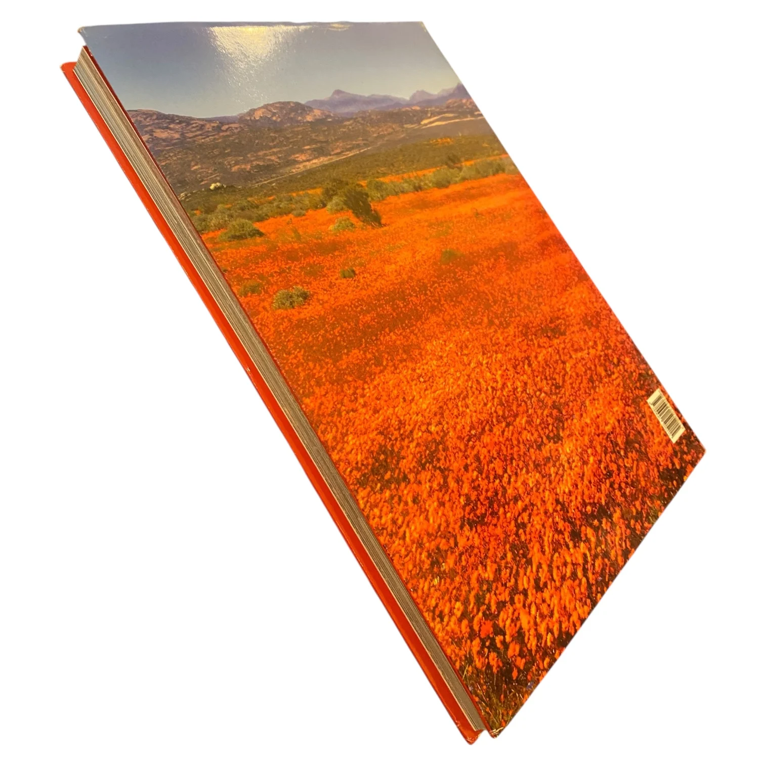 Wild Flowers of South Africa & Namaqualand - Floral World Heritage Site by Sandra Hansen - Image 3