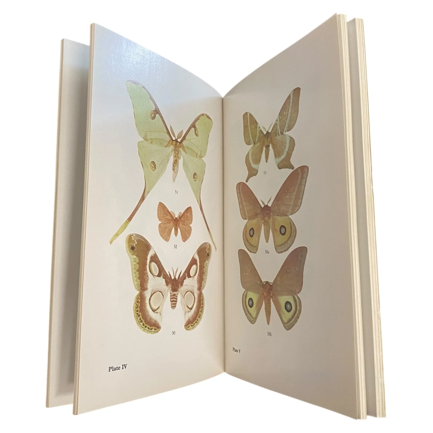 Some well known African moths (Bundu series) - Image 3