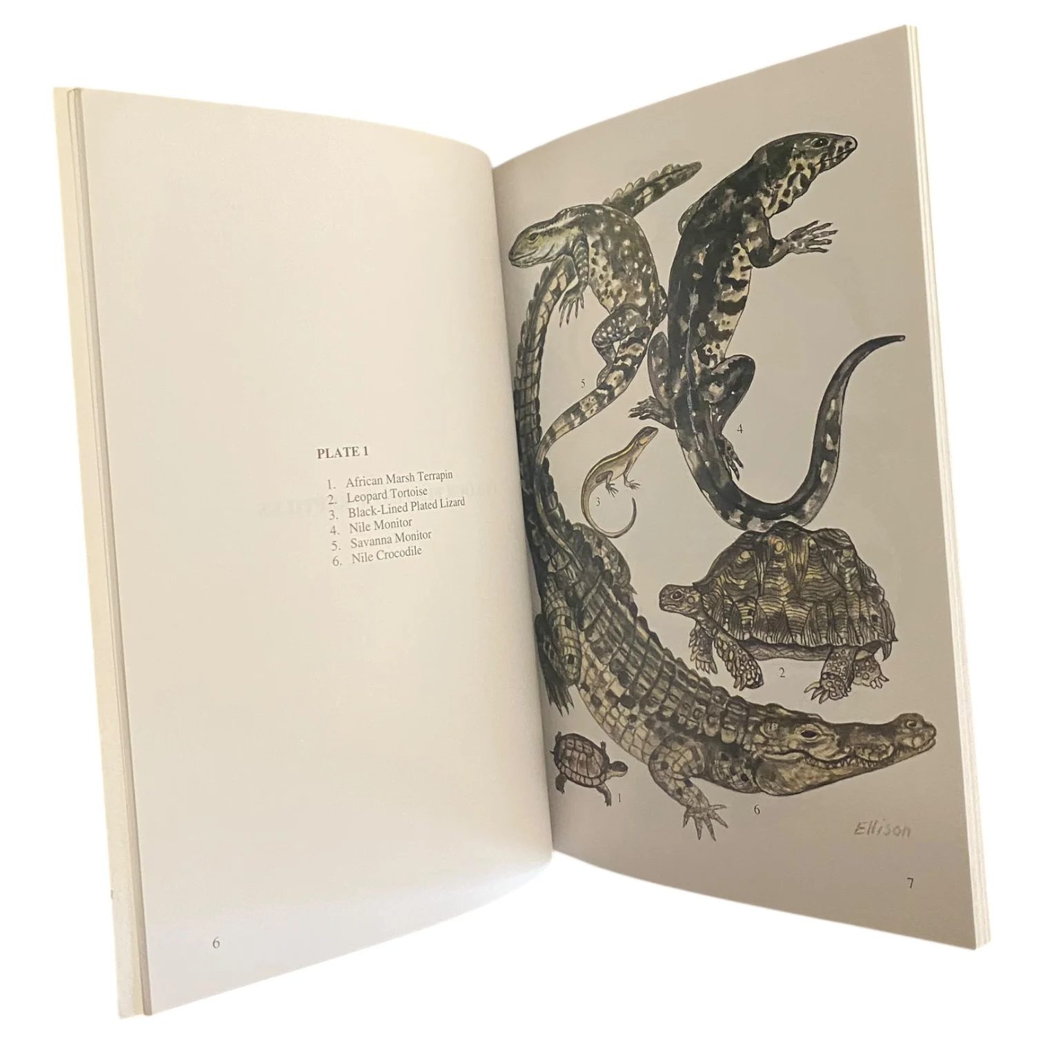 A Guide to Reptiles, Amphibians, and Fishes of Zambia - Image 3