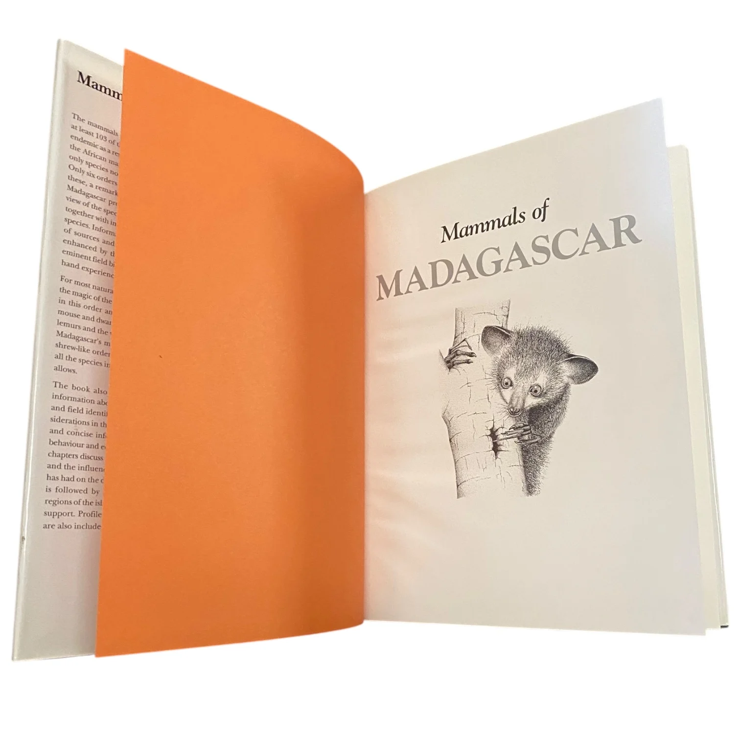 Mammals of Madagascar - Image 3