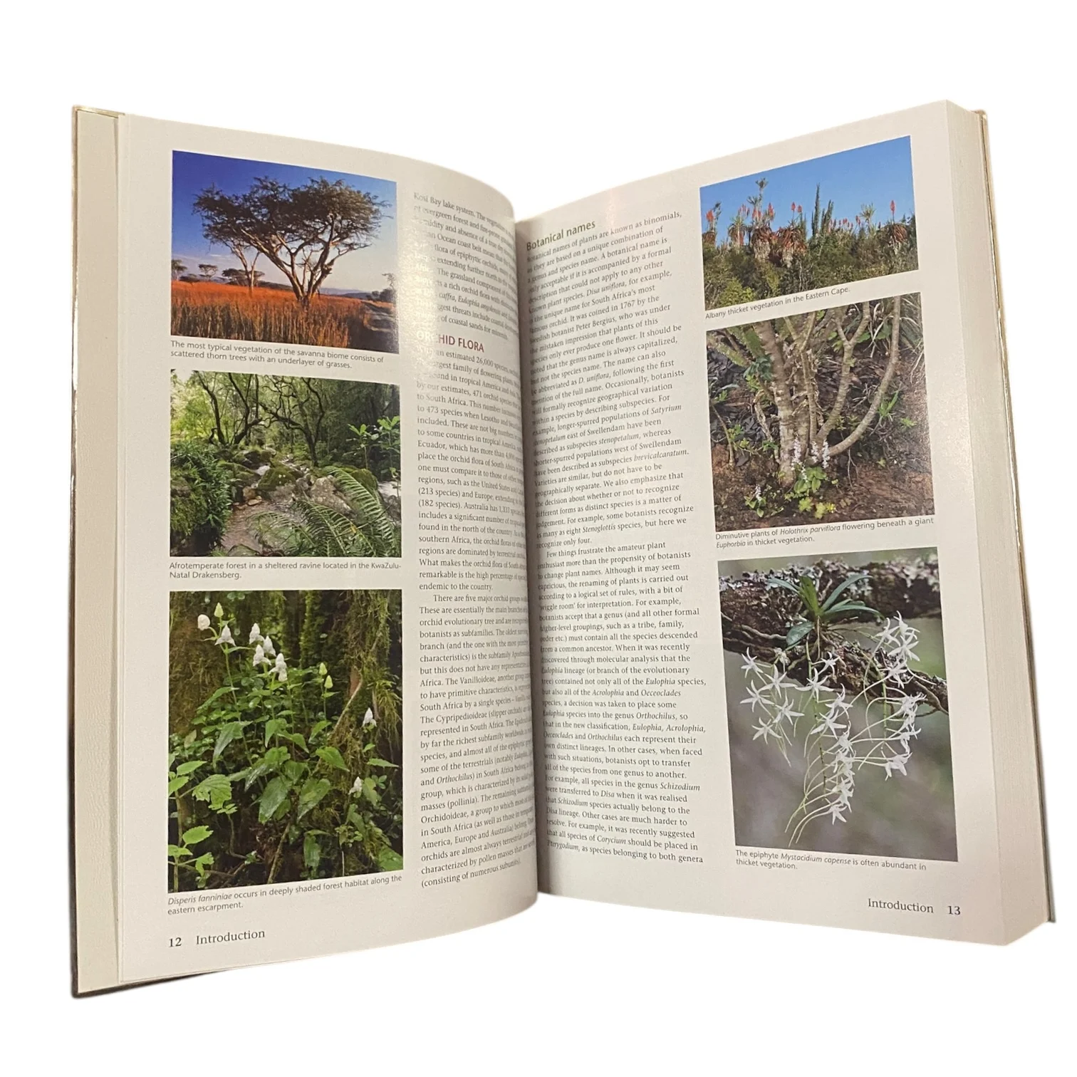 Orchids of South Africa - A Field Guide - Image 4