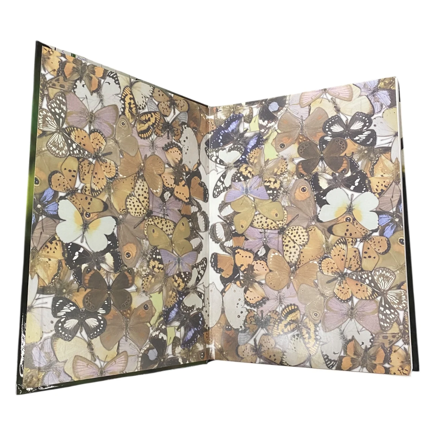 Conservation Assessment of Butterflies - Image 4