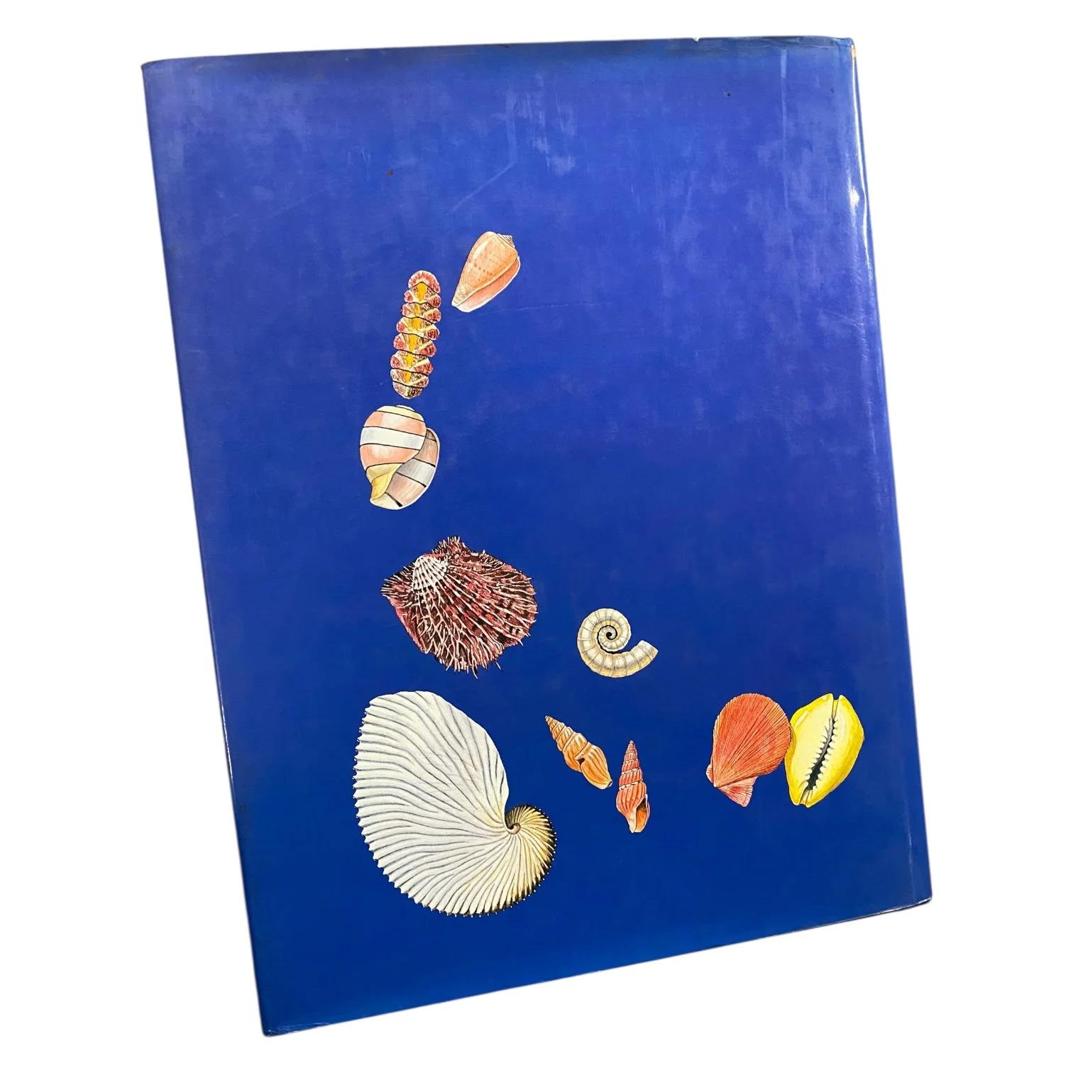 Sea Shells of Southern Africa - Image 4
