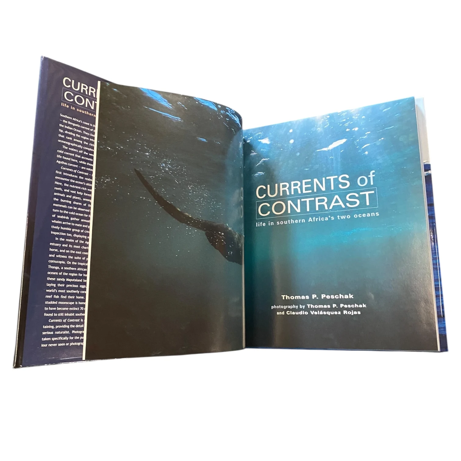 Currents of Contrast - Life in Southern Africa's Two Oceans - Image 4