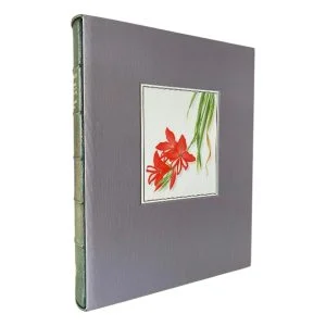 Gladiolus in Southern Africa