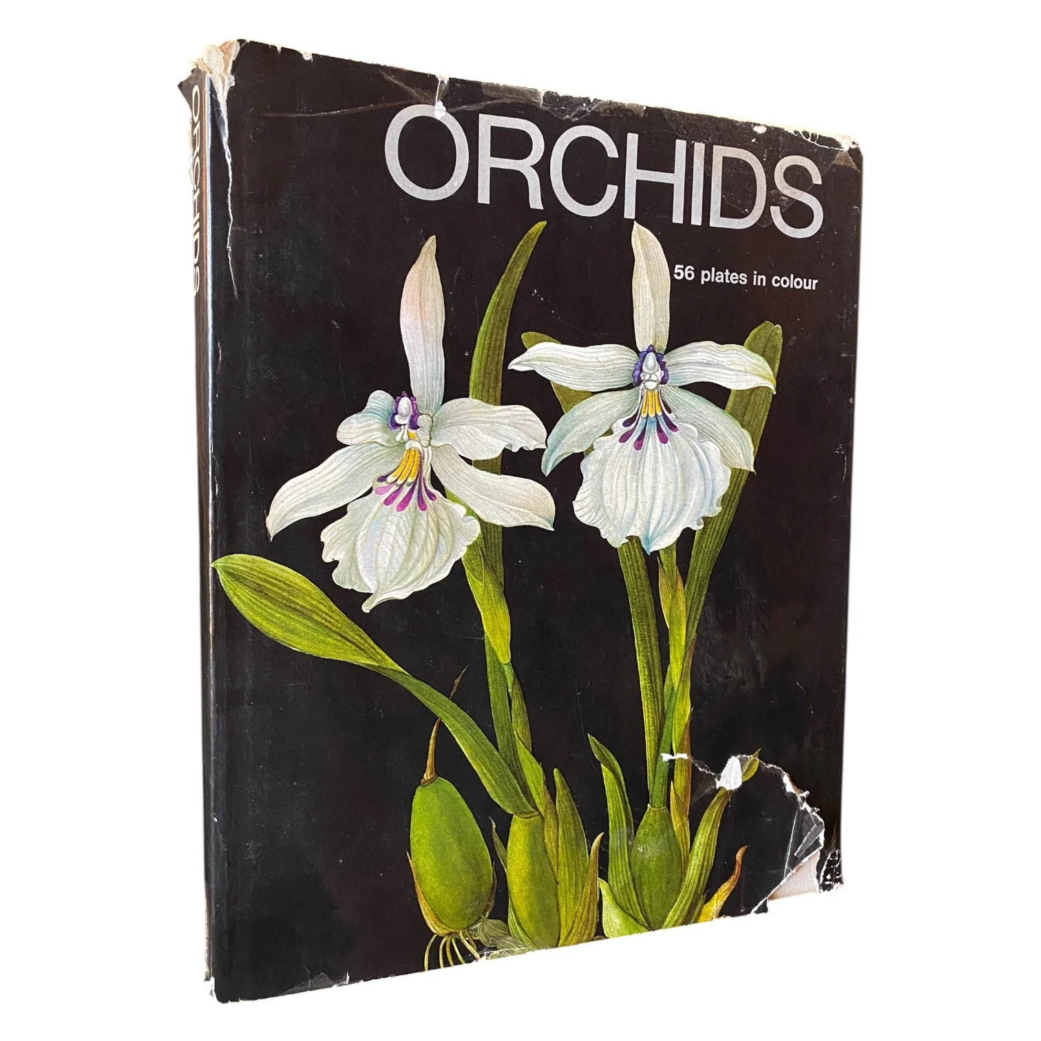 Orchids
