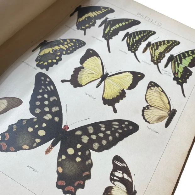 Macrolepidoptera of the World (Text and Plates) - Image 2