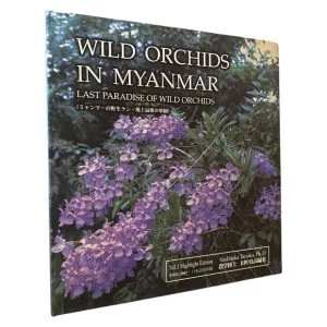 Wild Orchids in Myanmar